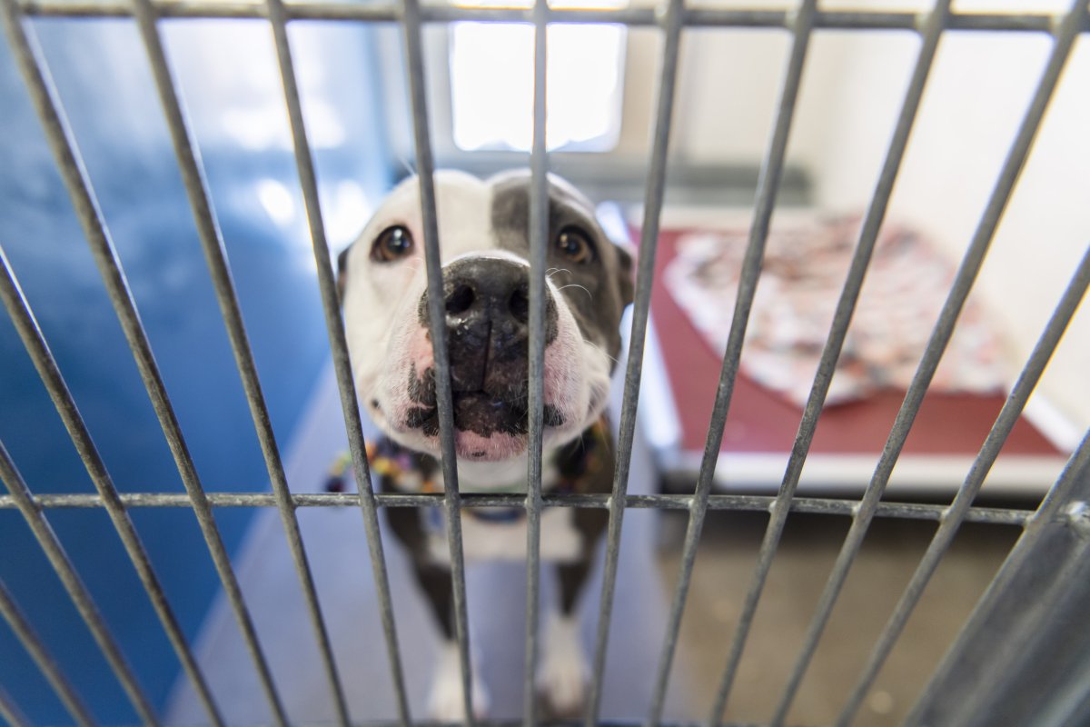 Dog in shelter