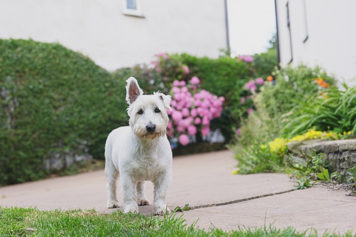 dog in the yard