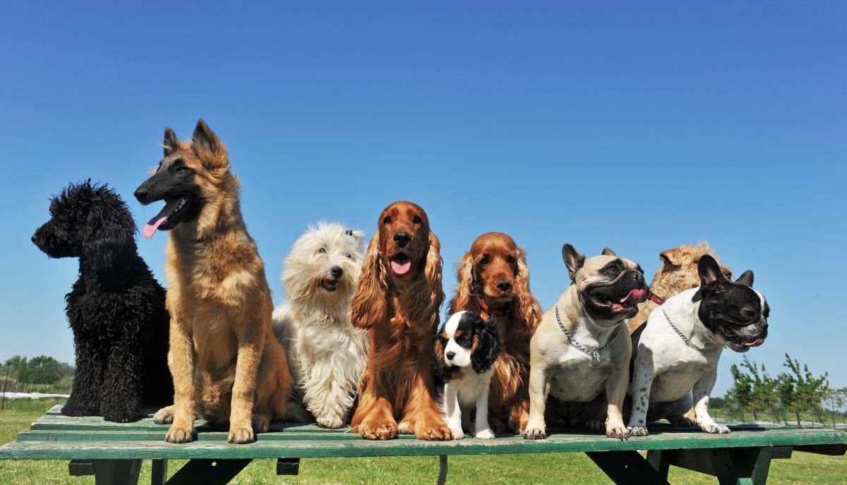 Dogs on bench