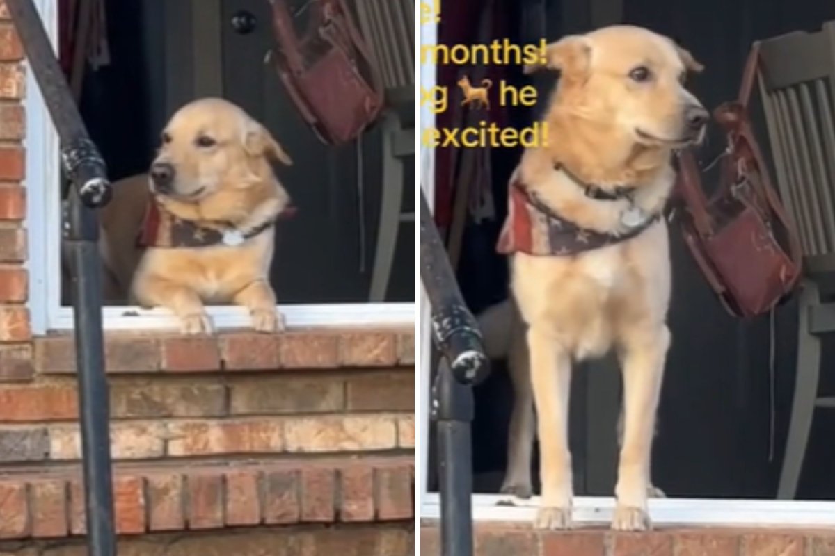 Dog's realizes best friend returned