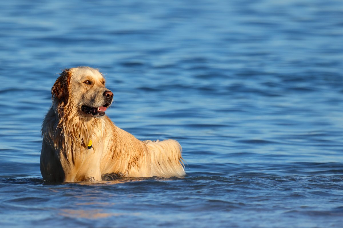 Golden retriever standing in sea water