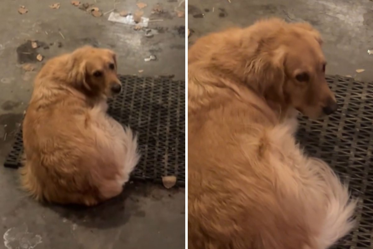 Golden retriever unaware of visitor