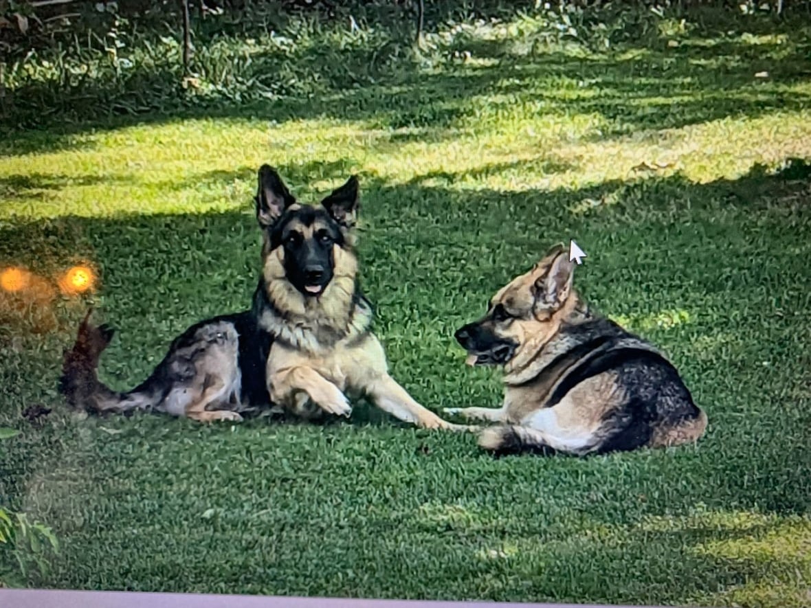 Kaitlin Strong's dogs Hank and Mary Jane. Two German Shepherds.