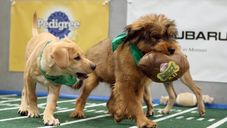 Two dogs from Massachusetts are competing in the Puppy Bowl this weekend.