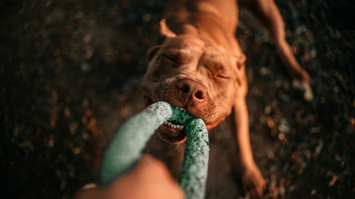 Help your dog get out some energy with these durable toys. 