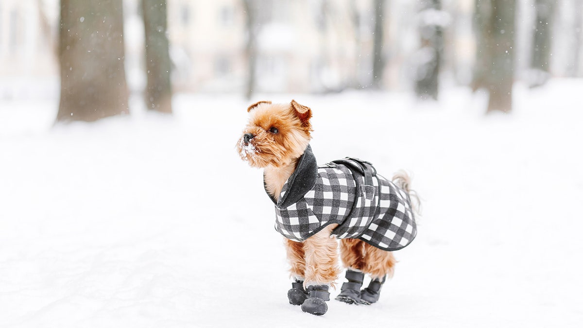 Help your dog get outside more this winter with a pair of winter dog boots. 