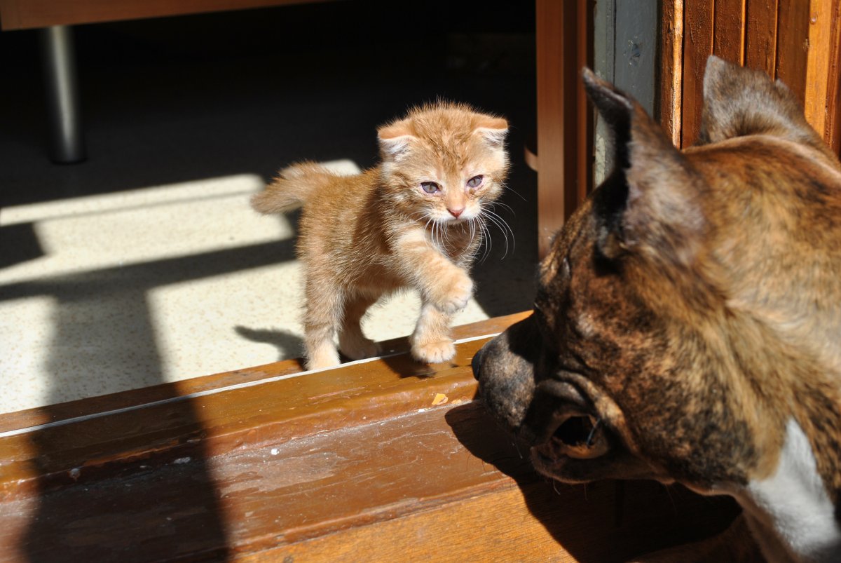 kitten attacks dog