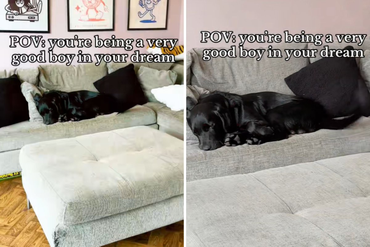 Labrador dreaming on couch