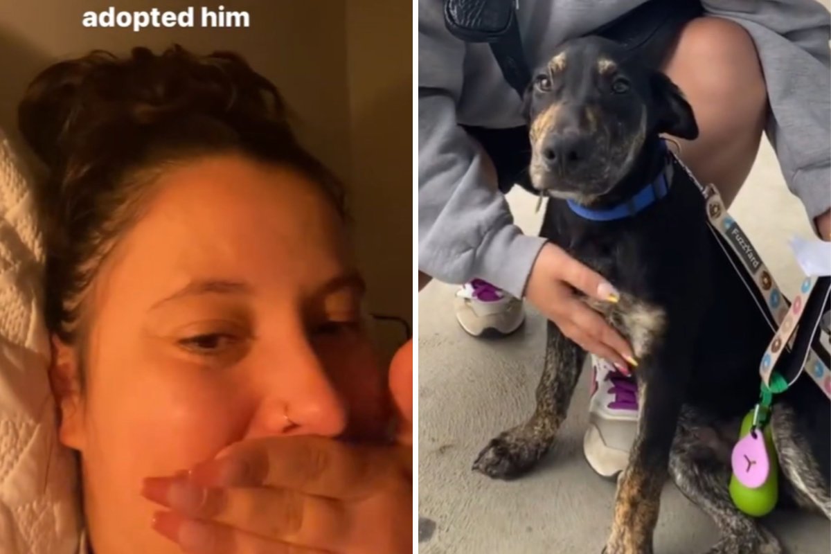 Owner pets dog on chest