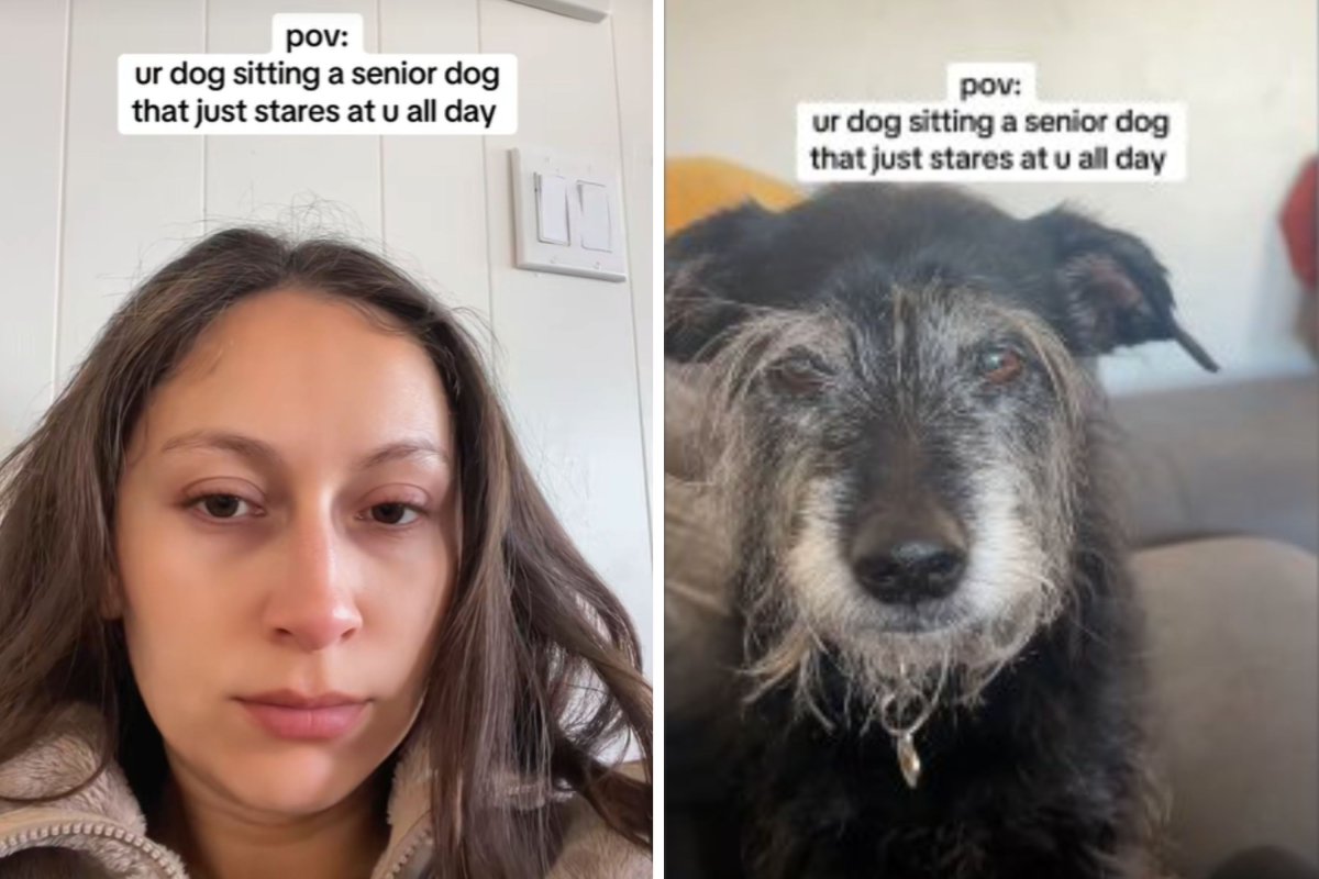 pet sitting senior dog 