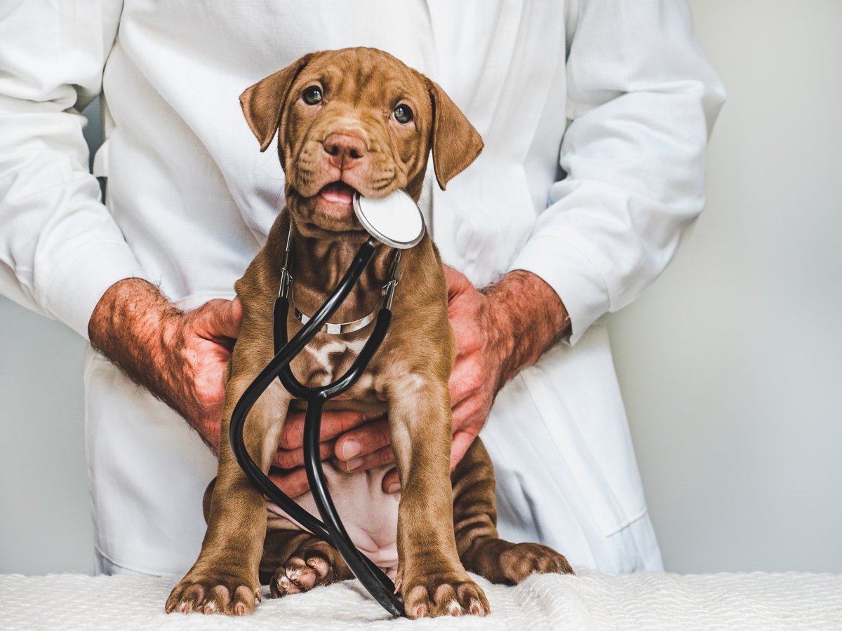 Puppy at the vet