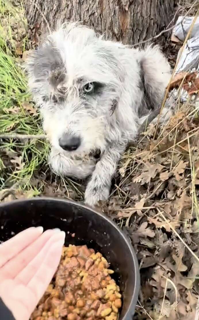 Person reaching out to dog