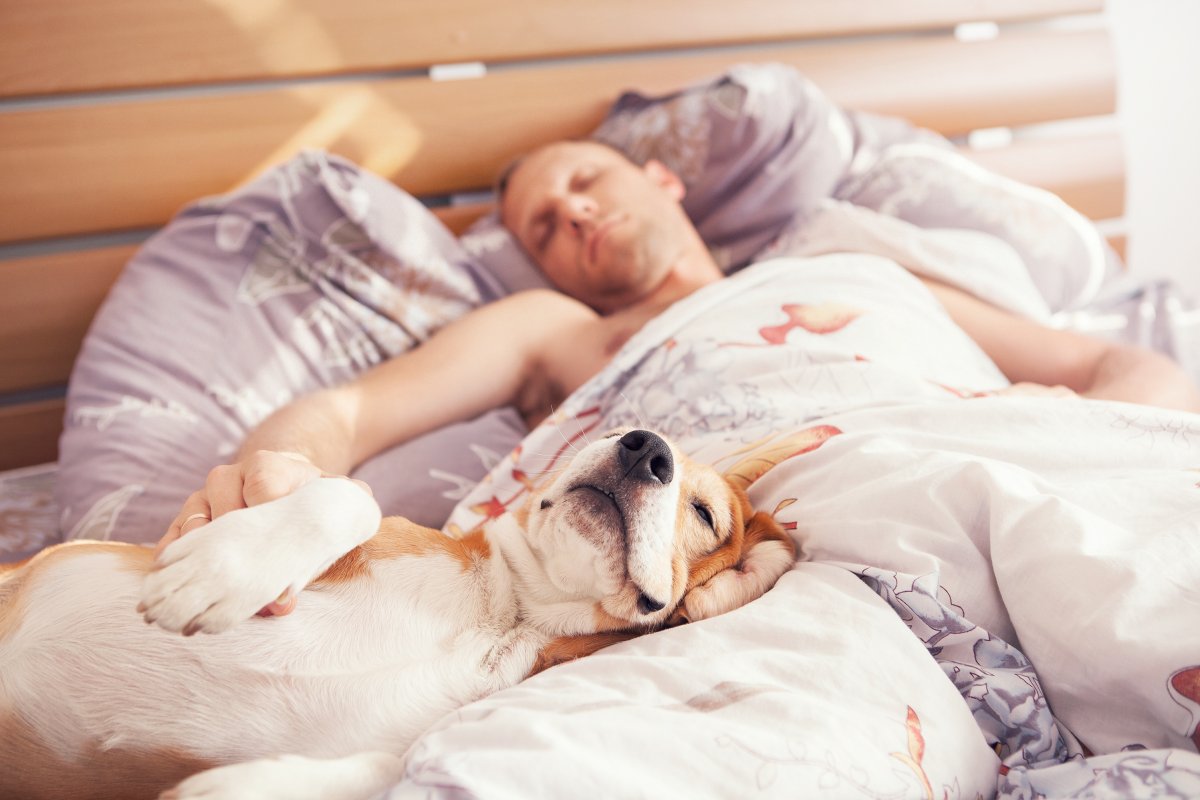 Stock image of dog sleeping in bed.