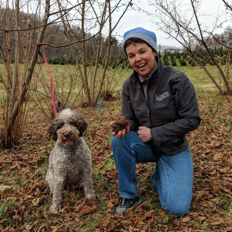 Monza, a Lagotto Romagnolo dog poses next to her owner Lois Martin who is kneeling down and holding truffles in her hand.