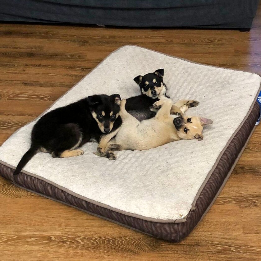 Hershey, a two-year-old shepherd mix as seen on Feb. 28, 2025, is currently in foster care through the Homeward Animal Shelter with volunteer Darian Slama. Three puppies on a bed