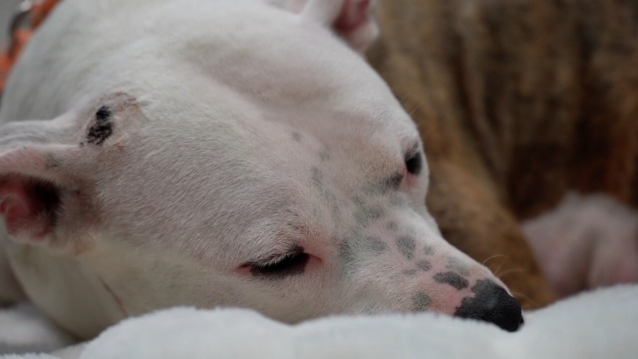 Scarlet laying down inside the SPCA