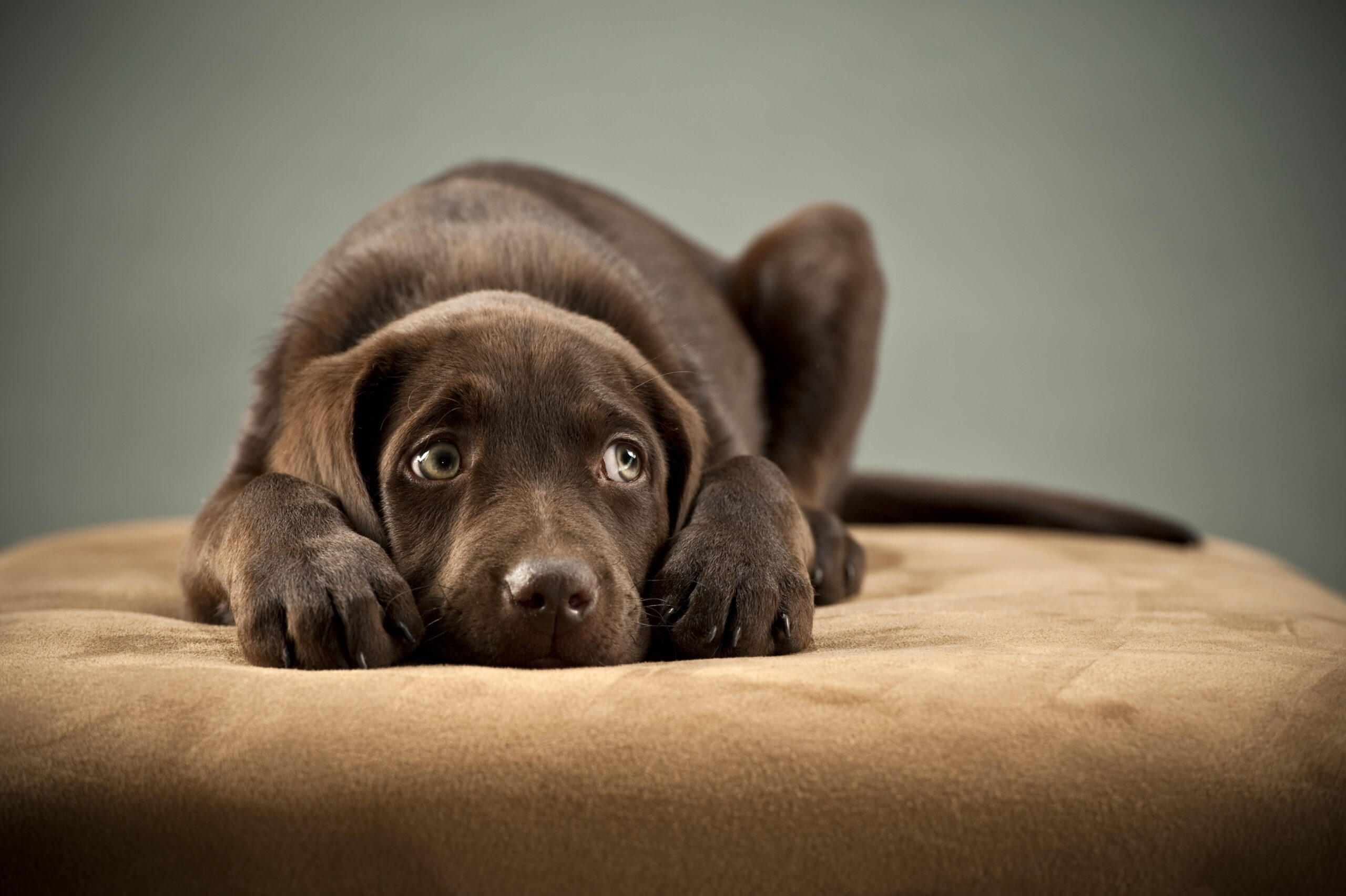 Chocolate Labrador puppy lying on its belly, paws tucked under its chin, looking up.