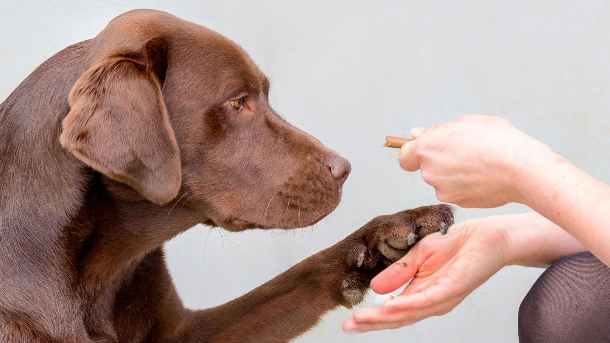 The image shows a brown labrador in profile being offered a treat by a person whose face is out of shot. The person's hands can be seen offering the treat, while the labrador holds up its paw and stares at the snack. 