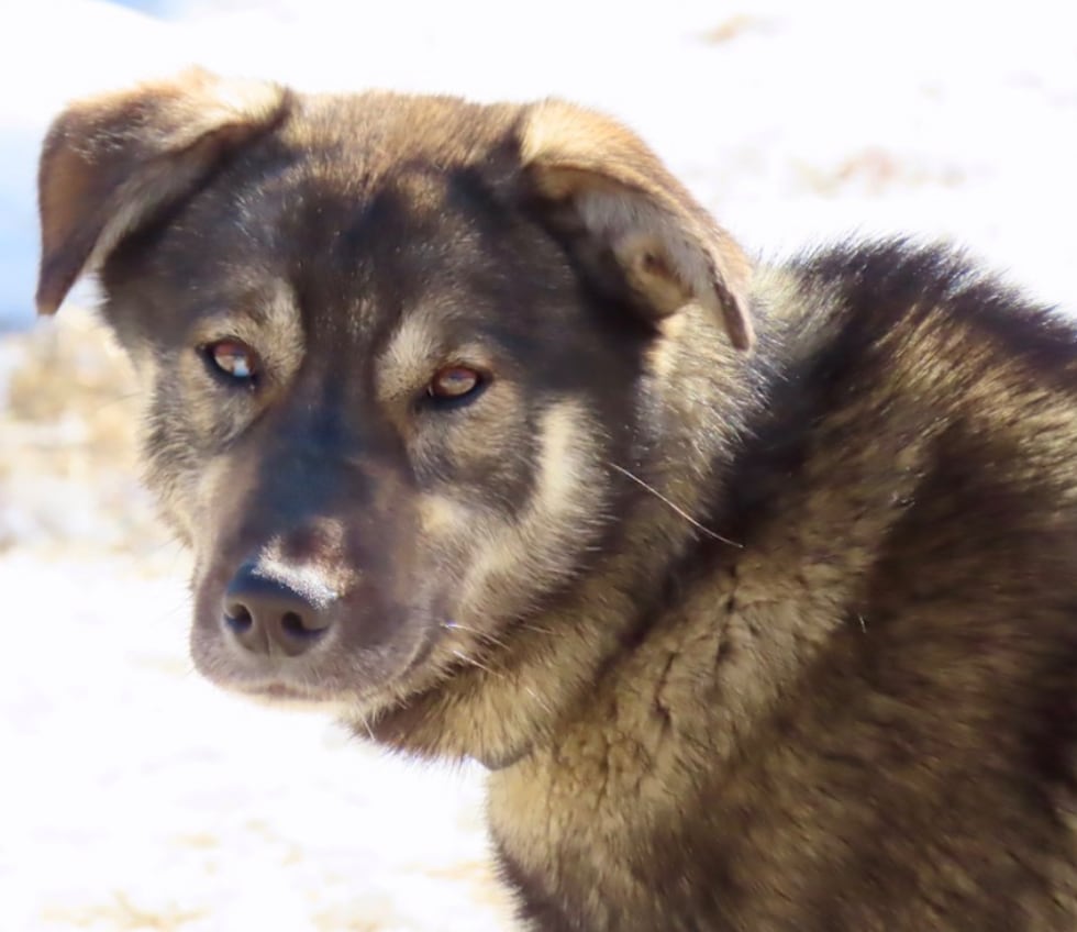 Jett fell ill after leaving the Tanana checkpoint.