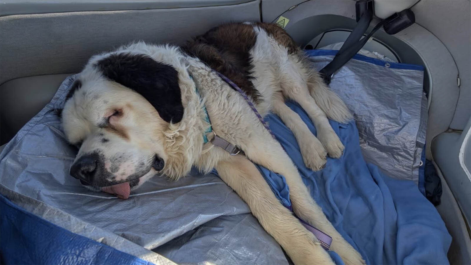 Carson, a 120-pounds Saint Bernard, touched down in Ennis, Montana, on March 11 as part of a grassroots effort to rescue dogs from large urban animal shelters and deliver them to remote areas in states like Montana.