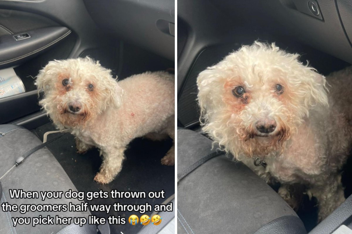 Bichon's half-done haircut