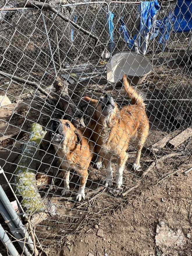 Dogs in cage in Blount County animal abuse case