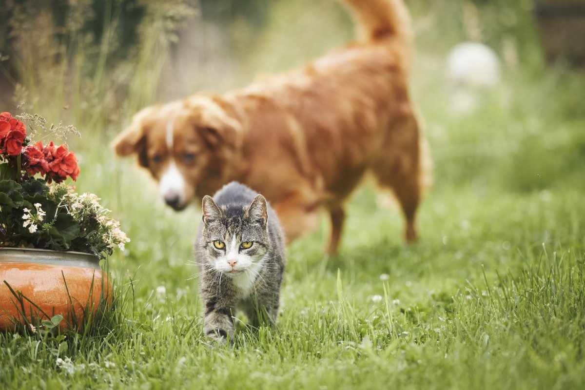 Cat And Dog On Walk