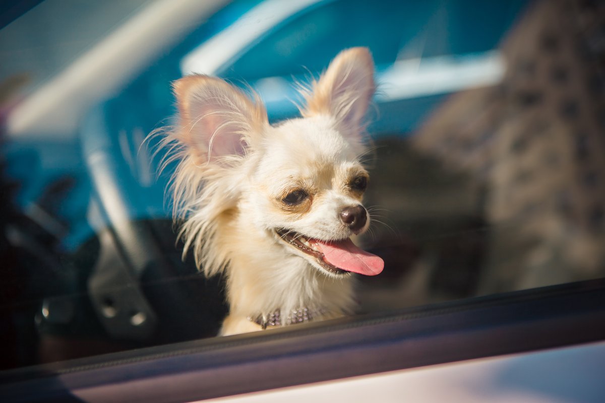 Chihuahua looking out of car window