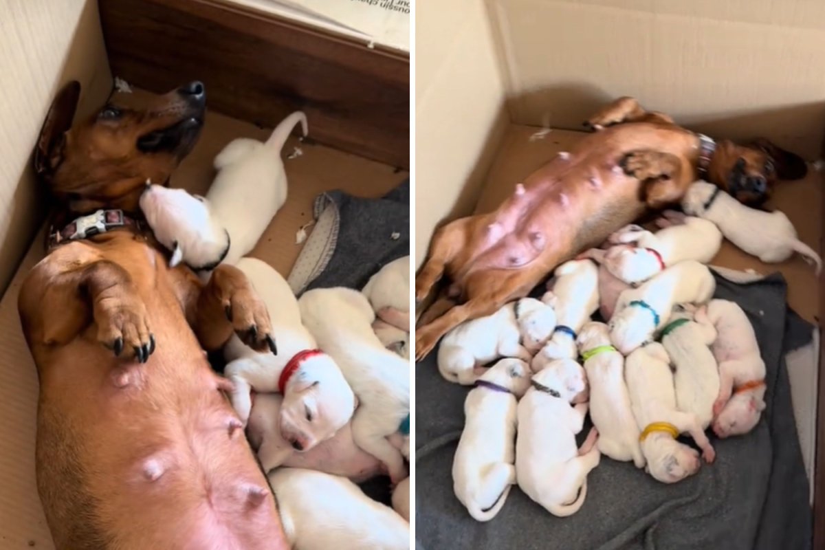 Dachshund becomes step mother