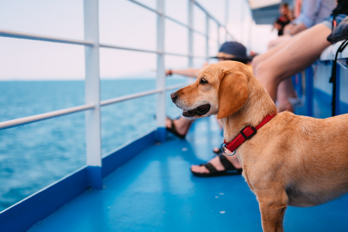 a dog on a boat