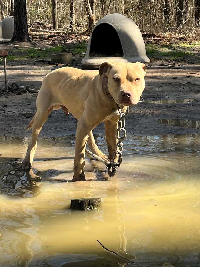 dog with chain