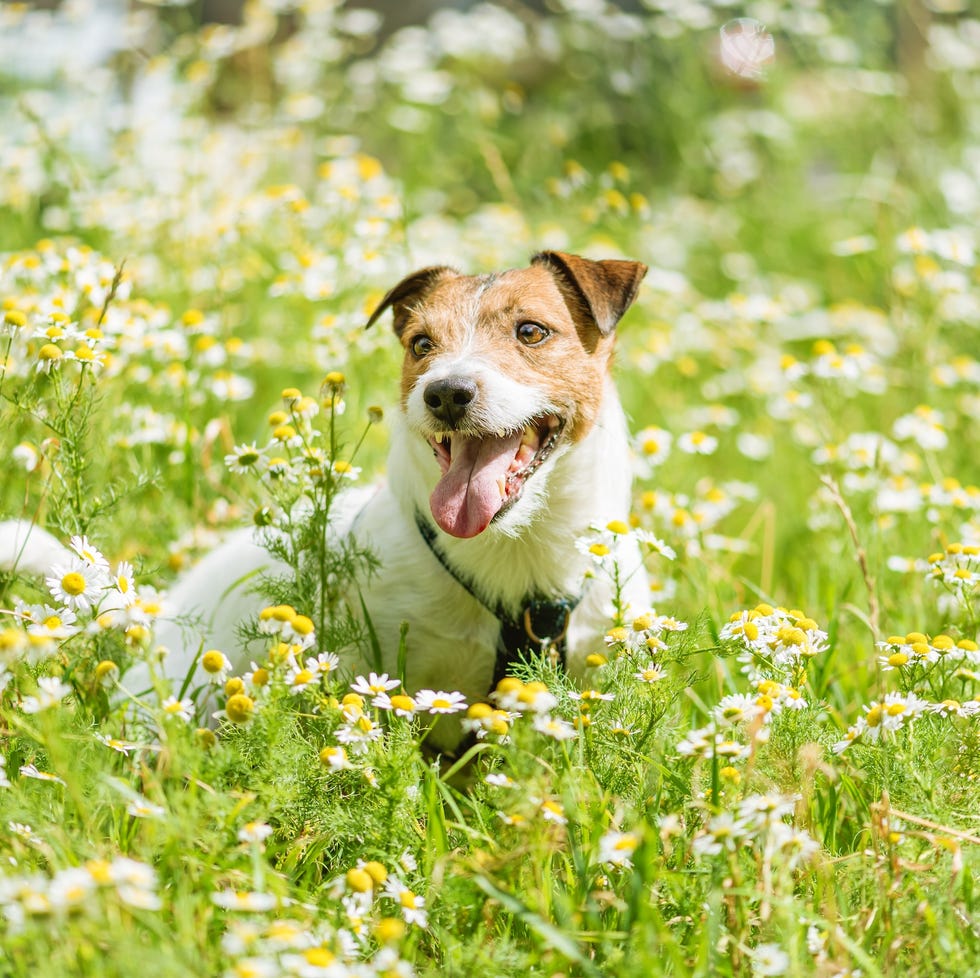 dog outside in the grass in spring