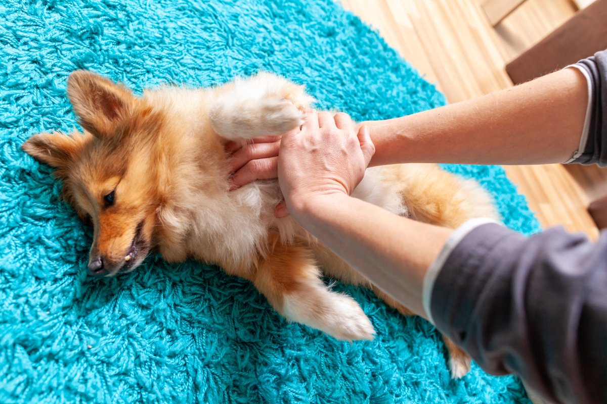 dog receiving CPR