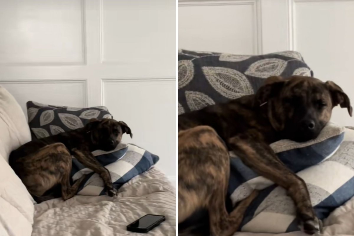 Dog sleeping on couch