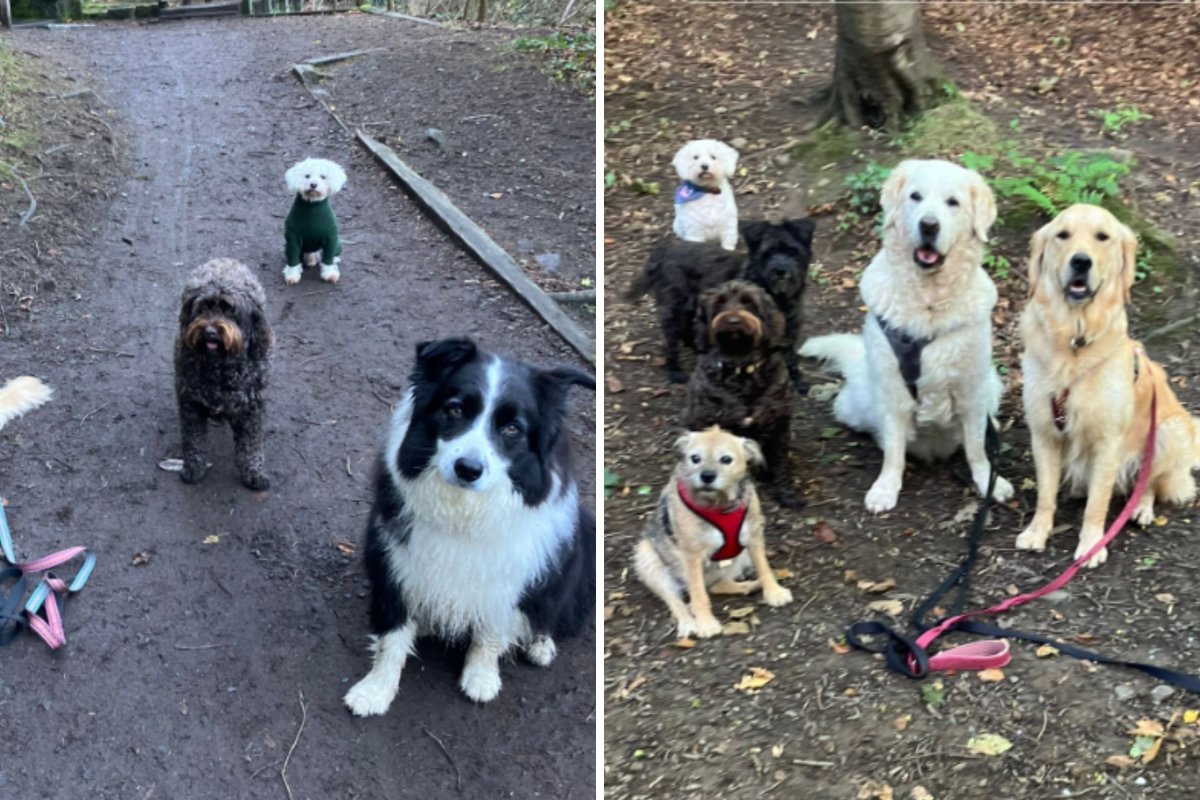 Dog walker's pictures of pack