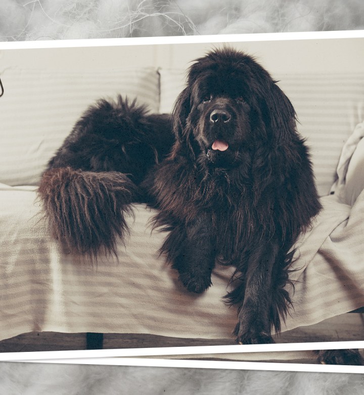 A Newfoundland dog on a couch, one of the best dogs for highly sensitive people