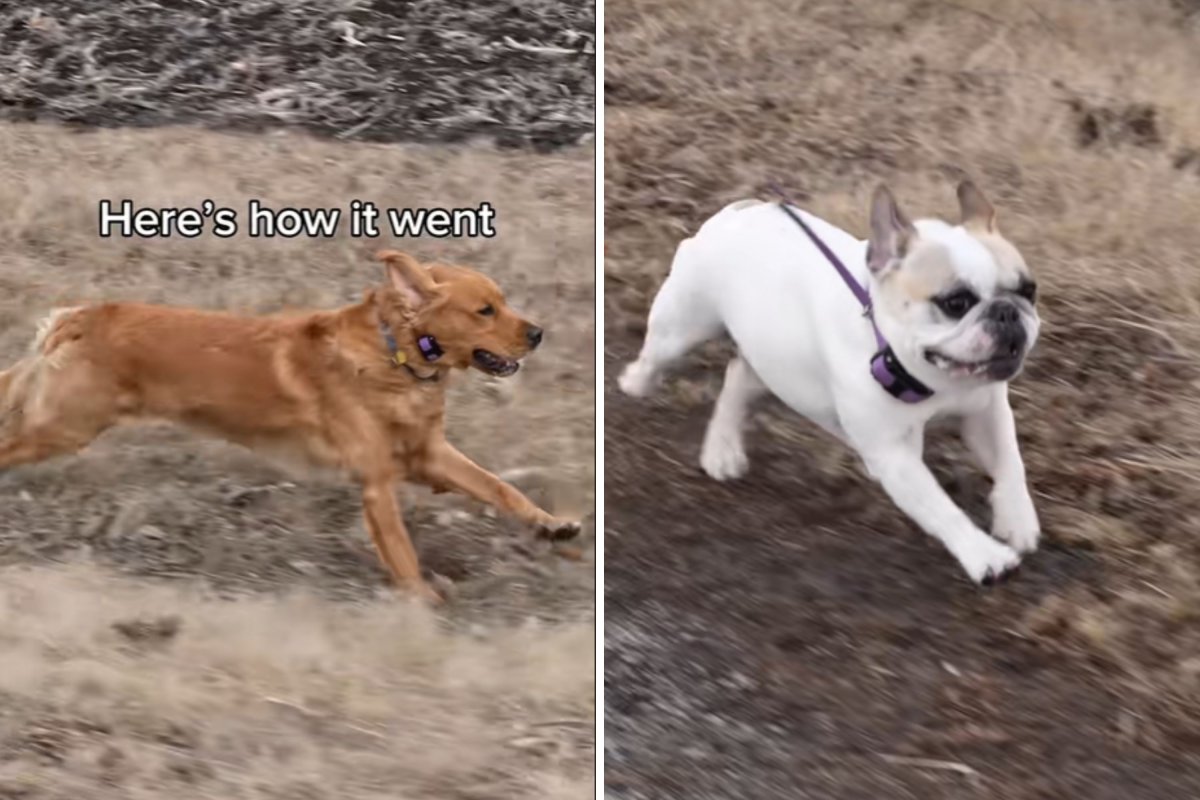 Dogs running against 4-wheeler