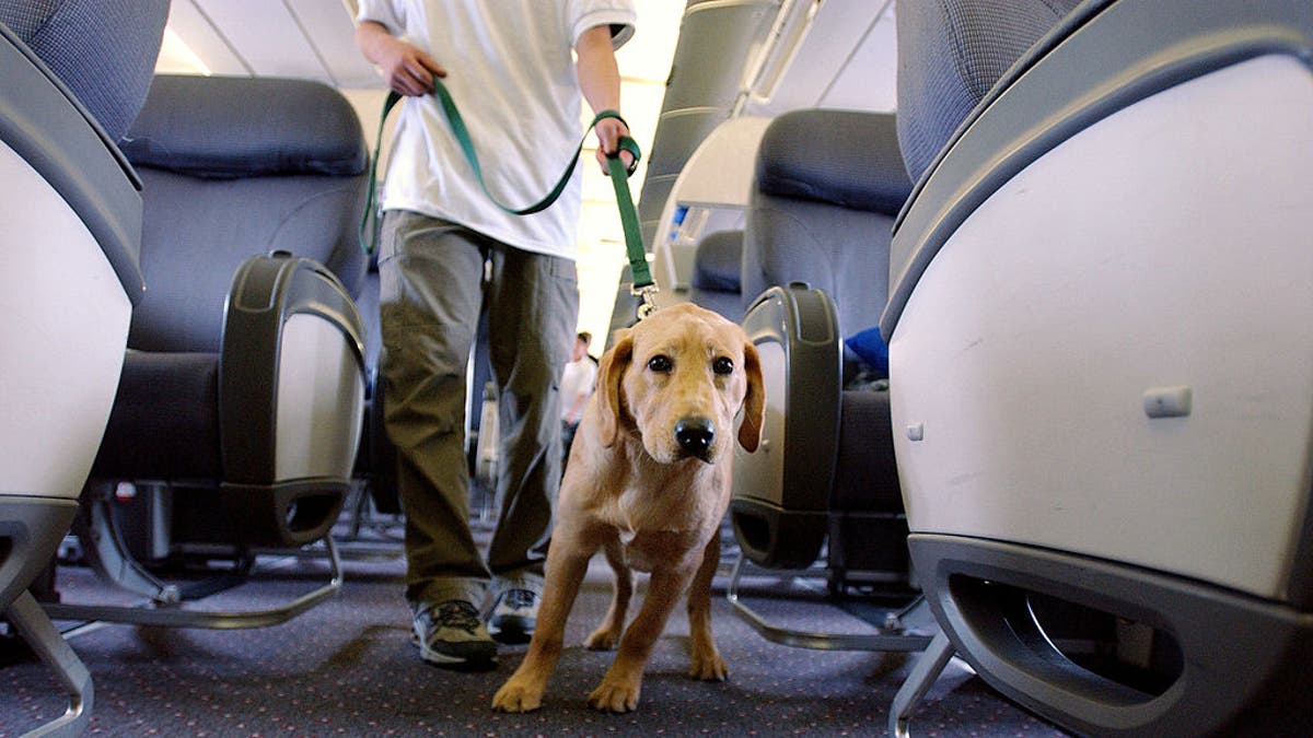 A dog walks down the aisle on an airplane.