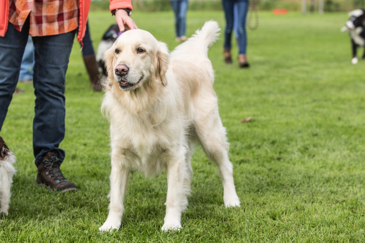 golden retriever at the park