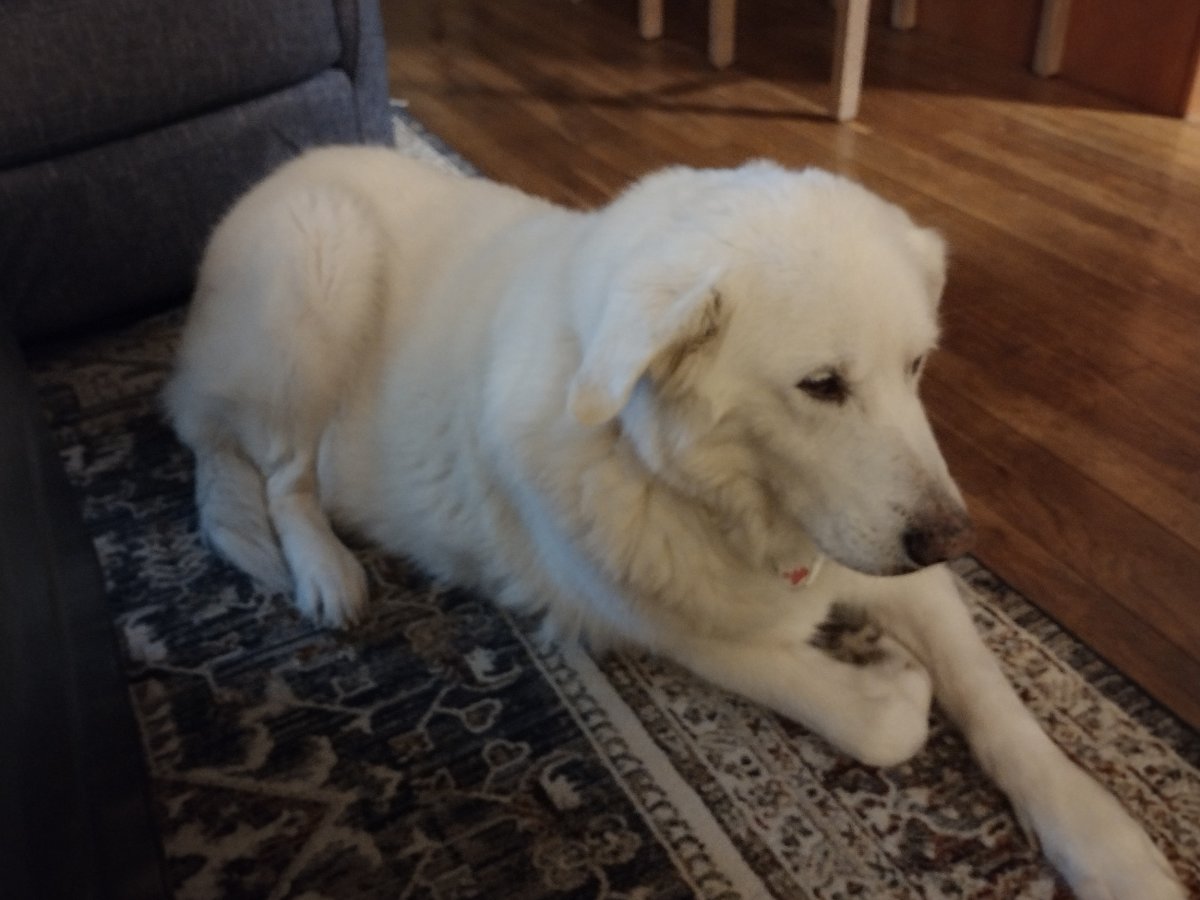 Great Pyrenees dog resting