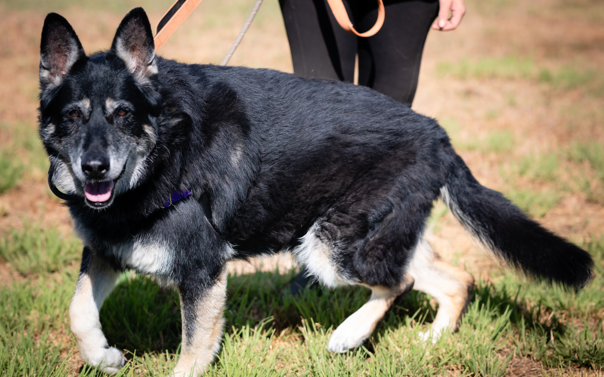 Nala the 10-year-old shelter dog.