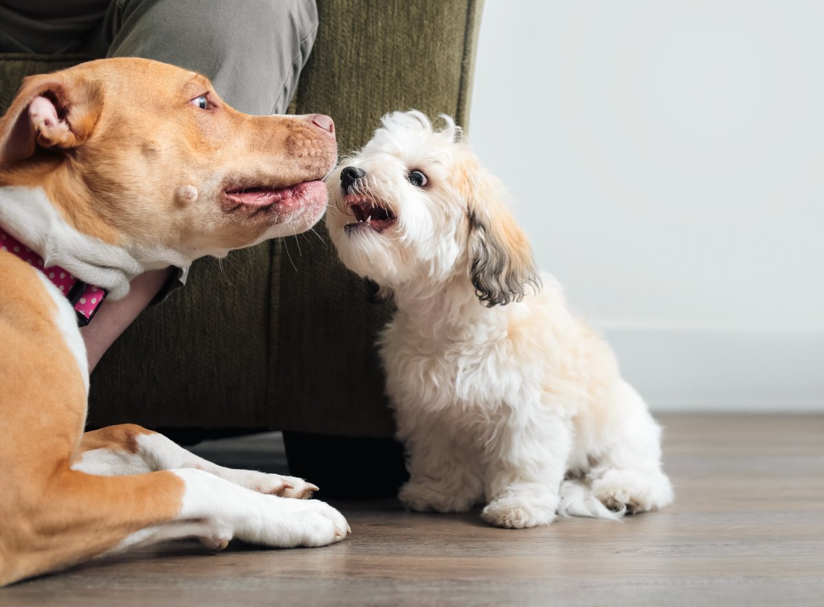 pit-bull and small dog playing together