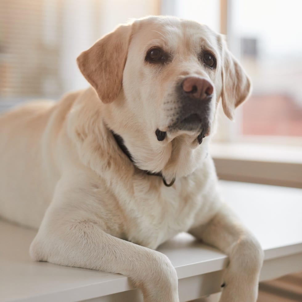 12 easiest dogs to train labrador retriever