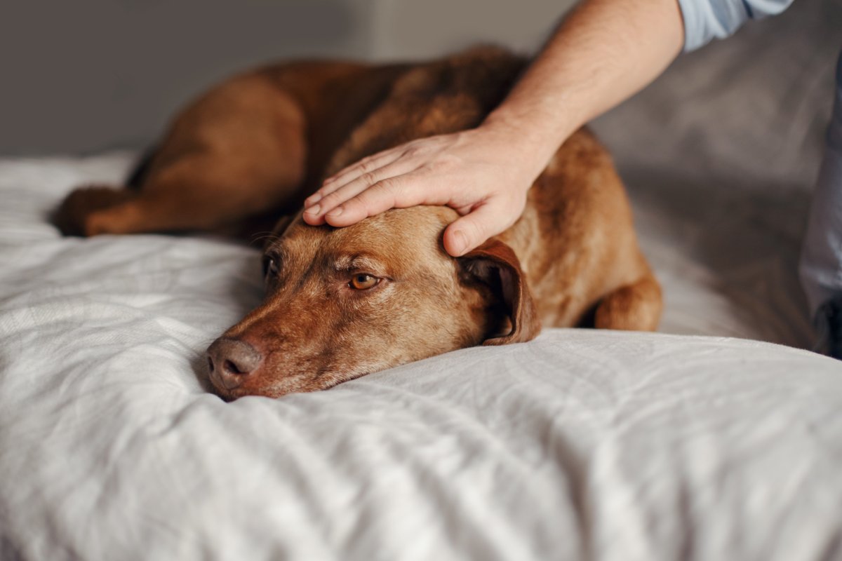 sad dog getting petted