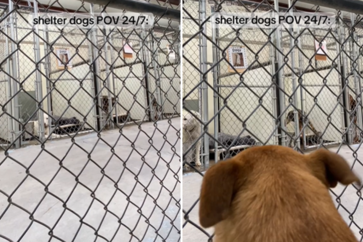 Shelter dog's POV