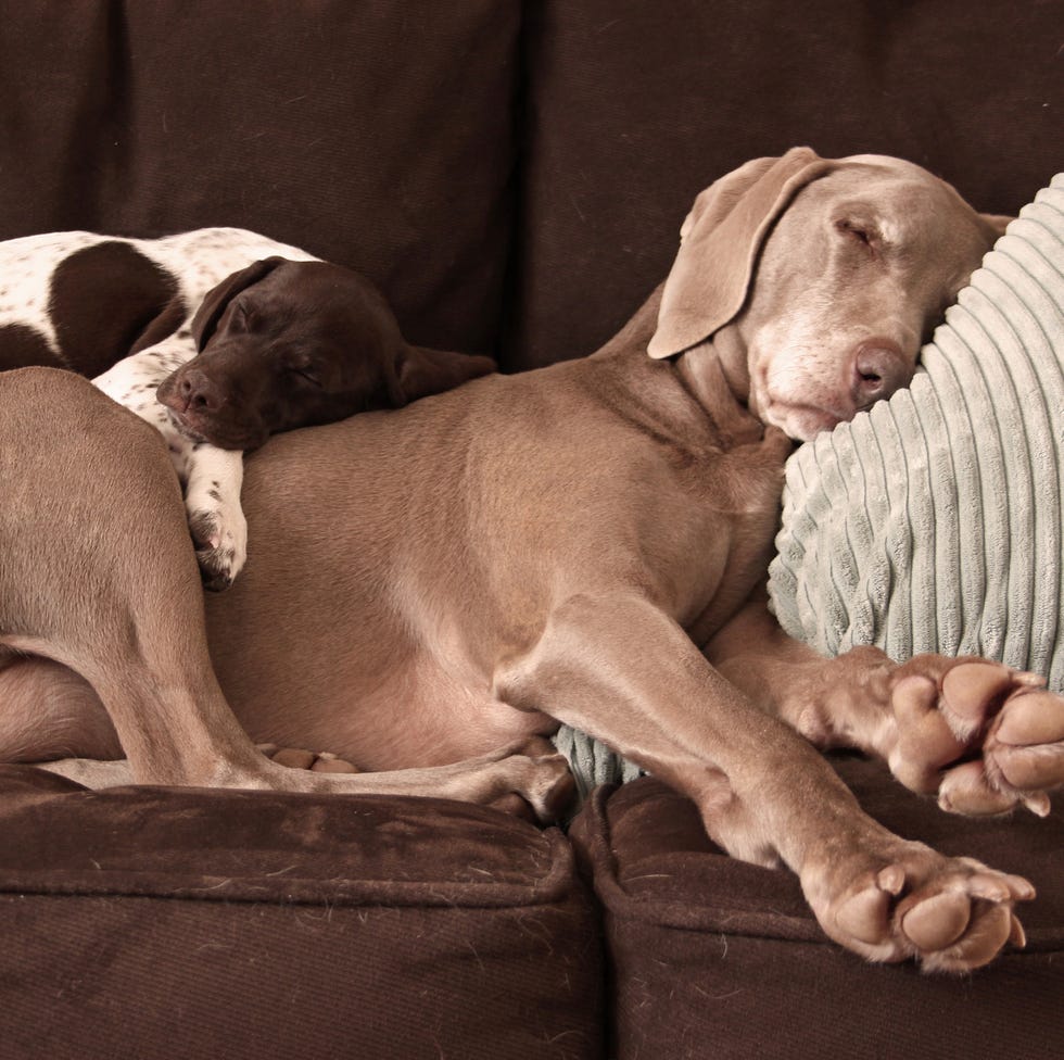 weimaraner and puppy cuddling.