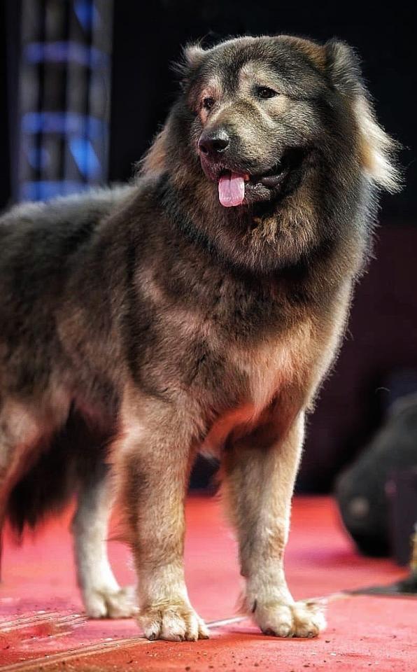 A large, brown Caucasian Shepherd dog standing on a red carpet.