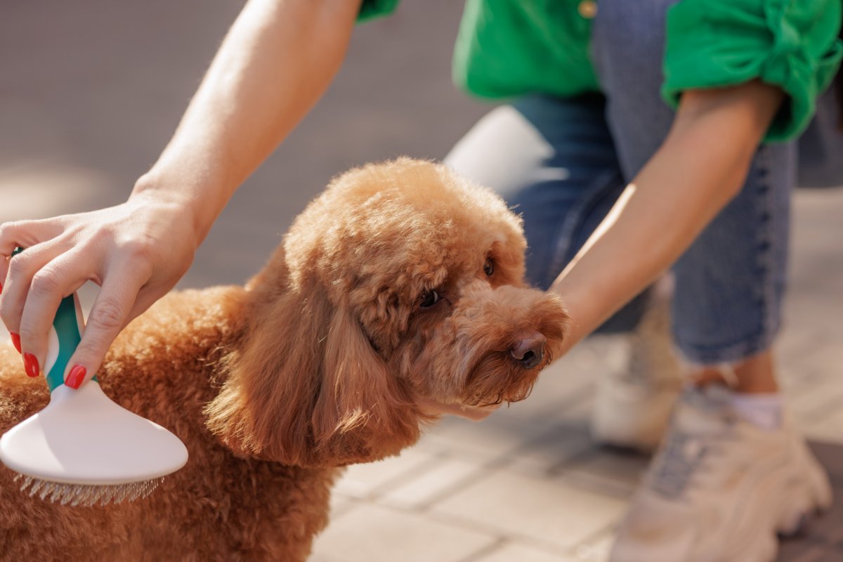 Woman Brushes Maltipoo's Fur Outdoors