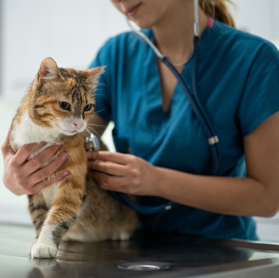 a young female vet examining a kitten