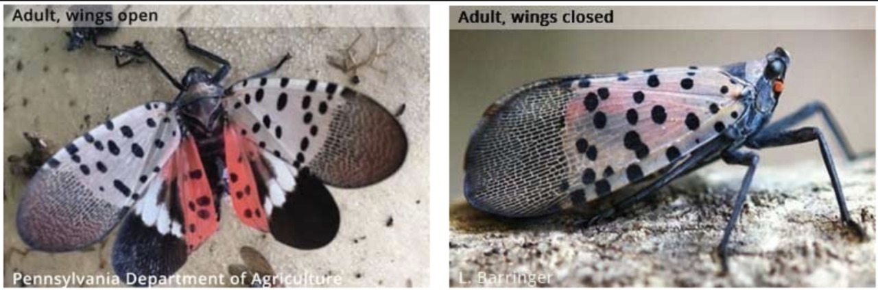 Spotted Lanternfly